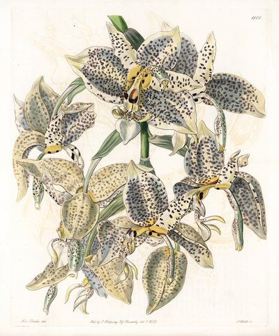 蘭。Stanhopea variety, neotropical - Plate engraved by S.Watts, from an illustration by Sarah Anne Drake (1803-1857), from the Botanical Register of Sydenham Edwards (1768-1819), England 作： Sydenham Teast Edwards