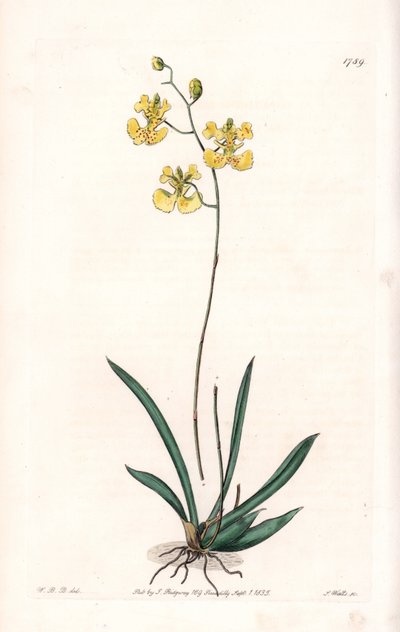 蘭。ハイチとサントドミンゴの固有種、Variete Tolumnia guianensis - イギリスのSydenham Edwards (1768-1819)のBotanical Registerに掲載されたSarah Anne Drake (1803-1857)のイラストをS.Wattsがエングレーヴィングしたもの。 作： Sydenham Teast Edwards