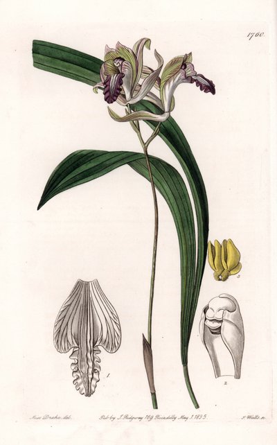蘭。Variety of Bletia of America - イギリスのSydenham Edwards (1768-1819)のBotanical Registerに掲載されたSarah Anne Drake (1803-1857)のイラストをS.Wattsがエングレーヴィングしたもの。 作： Sydenham Teast Edwards
