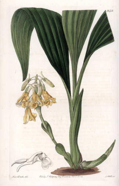 蘭：黄色の花を咲かせるカランの品種 - イギリスのSydenham Edwards（1768-1819）のBotanical Registerに掲載されているSarah Anne Drake（1803-1857）のイラストをS.Wattsがエングレーヴィングしたもの。 作： Sydenham Teast Edwards