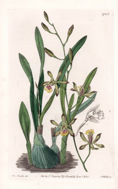 Orchid: epidendre grele - イギリス、Sydenham Edwards (1768-1819)のBotanical Registerに掲載されたSarah Anne Drake (1803-1857)のイラストをS.Wattsがエングレービングしたボード。 作： Sydenham Teast Edwards