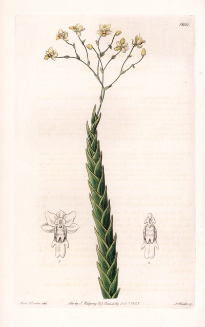 蘭：ロックハルティアのエキゾチックな品種 - イギリスのSydenham Edwards(1768-1819)のBotanical Registerに掲載されたSarah Anne Drake(1803-1857)のイラストをS.Wattsがエングレーヴィングしたものです。 作： Sydenham Teast Edwards