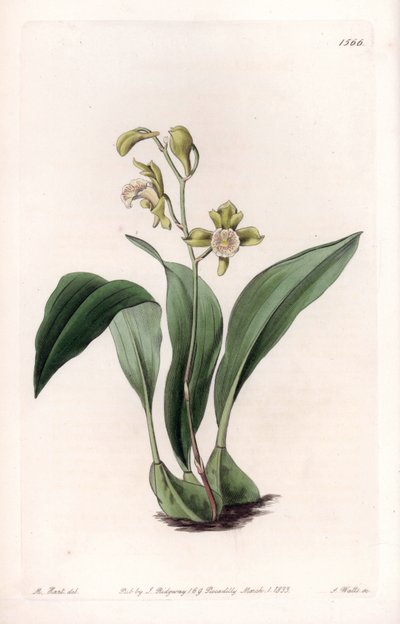 Orchid: maxillary a bunches - イギリス、Sydenham Edwards (1768-1819)のBotanical Registerに掲載されたSarah Anne Drake (1803-1857)のイラストをS.Wattsがエングレービングしたボード。 作： Sydenham Teast Edwards
