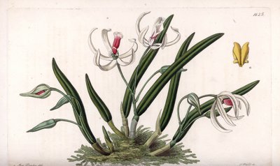 蘭：レプトテスのミニチュア品種 - イギリスのSydenham Edwards(1768-1819)のBotanical Registerに掲載されたSarah Anne Drake(1803-1857)のイラストをS.Wattsがエングレーヴィングしたもの。 作： Sydenham Teast Edwards