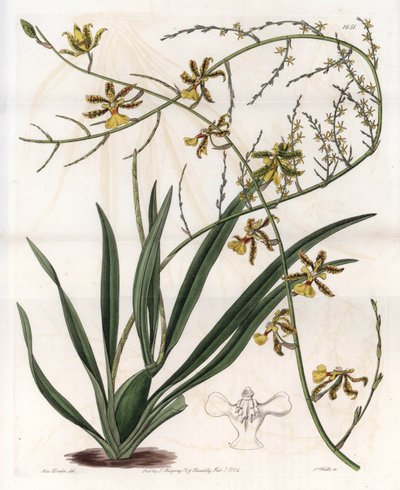 蘭：オンシジウム・ヴァリエット、西インド諸島の着生植物 - イギリスのSydenham Edwards（1768-1819）のBotanical Registerに掲載されているSarah Anne Drake（1803-1857）のイラストをS.Wattsがエングレーヴィングしたプレート。 作： Sydenham Teast Edwards