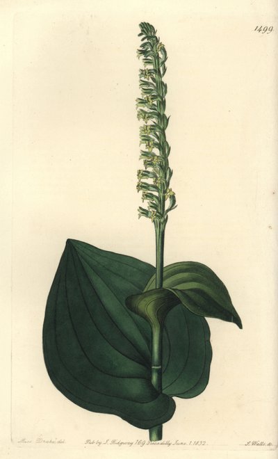 蘭の品種 - Gennaria diphylla (Herminium cordatum, Heart-leaved herminium).Sydenham Edwards