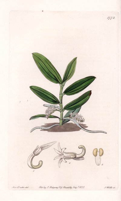 蘭： variete de camphylocentrum - イギリスのSydenham Edwards (1768-1819)のBotanical Registerに掲載されたSarah Anne Drake (1803-1857)のイラストをS.Wattsがエングレーヴィングしたもの。 作： Sydenham Teast Edwards