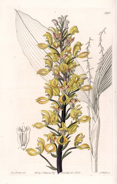 Orchid: variete of govenia - イギリスのSydenham Edwards (1768-1819)のBotanical Registerに掲載されているSarah Anne Drake (1803-1857)のイラストをS.Wattsがエングレーヴィングしたものです。 作： Sydenham Teast Edwards