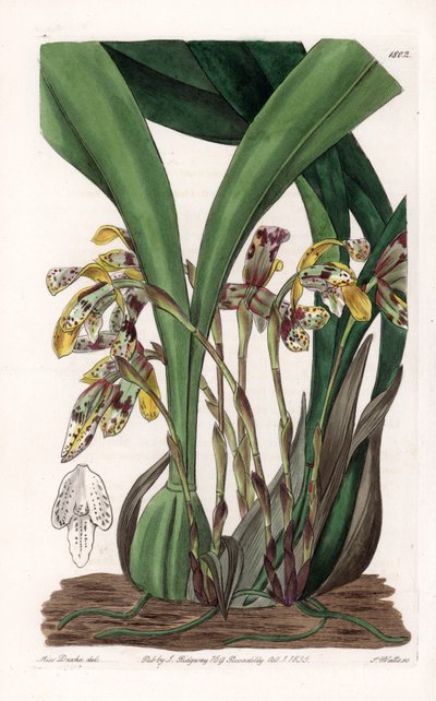 蘭：南アメリカ原産のマキシラリアの変種 - イギリスのSydenham Edwards(1768-1819)のBotanical Registerに掲載されたSarah Anne Drake(1803-1857)のイラストをもとにS.Wattsが版下を作成。 作： Sydenham Teast Edwards