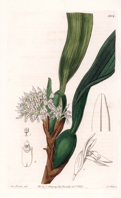 蘭：南アメリカ原産のマキシラリアの変種 - イギリスのSydenham Edwards(1768-1819)のBotanical Registerに掲載されたSarah Anne Drake(1803-1857)のイラストをS.Wattsがエングレーヴィングしたもの。 作： Sydenham Teast Edwards