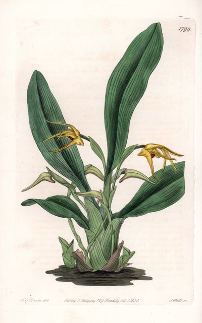蘭：熱帯アメリカ原産のマキシラリアの変種 - イギリスのSydenham Edwards(1768-1819)のBotanical Registerに掲載されたSarah Anne Drake(1803-1857)のイラストをS.Wattsがエングレーヴィングしたもの。 作： Sydenham Teast Edwards