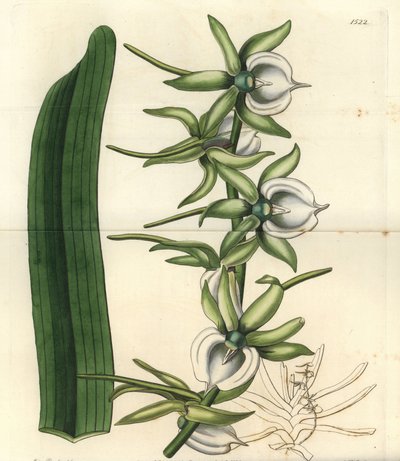 インド洋諸島の蘭の変種 - Ivory angraecum orchid, Angraecum eburneum.Sydenham Edwards