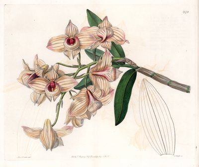 蘭：デンドロビウムの品種 - イギリスのSydenham Edwards(1768-1819)のBotanical Registerに掲載されたSarah Anne Drake(1803-1857)のイラストをS.Wattsがエングレーヴィングしたものです。 作： Sydenham Teast Edwards