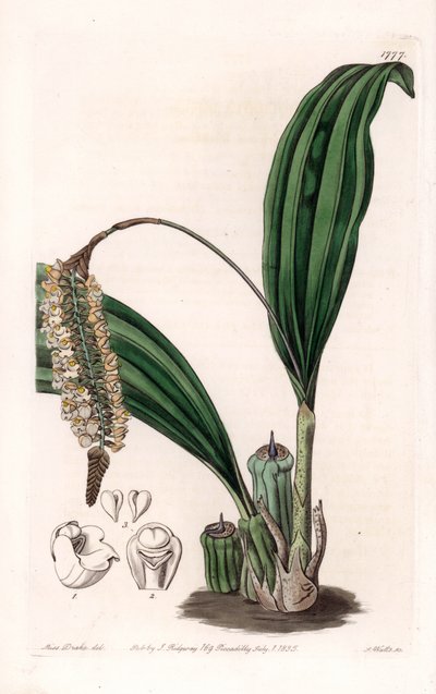 蘭：アジア原産のフォリドータの品種 - イギリスのSydenham Edwards（1768-1819）のBotanical Registerに掲載されたSarah Anne Drake（1803-1857）のイラストをS.Wattsがエングレーヴィングしたもの。 作： Sydenham Teast Edwards