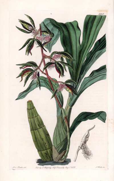 蘭：髭付きと呼ばれるカタセタムの品種 - イギリスのSydenham Edwards（1768-1819）のBotanical Registerに掲載されているSarah Anne Drake（1803-1857）のイラストをS.Wattsがエングレーヴィングしたもの。 作： Sydenham Teast Edwards