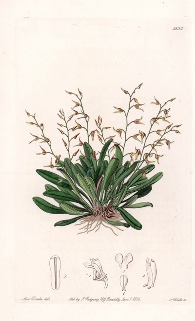 Orchid: variety of epidendre - イギリスのSydenham Edwards (1768-1819)のBotanical Registerに掲載されているSarah Anne Drake (1803-1857)のイラストをS.Wattsがエングレーヴィングしたもの。 作： Sydenham Teast Edwards