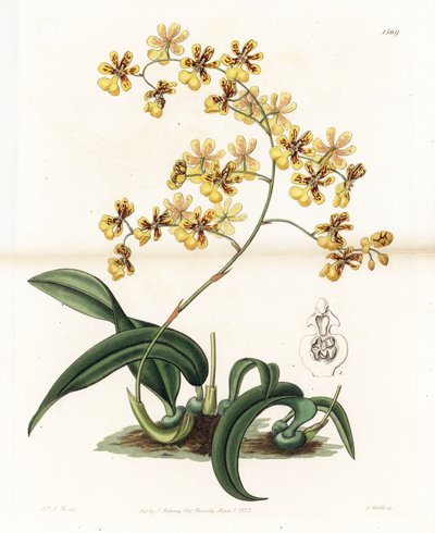蘭：ブラジルの様々な着生性オンシジウム - イギリスのSydenham Edwards（1768-1819）のBotanical Registerに掲載されているSarah Anne Drake（1803-1857）のイラストをS.Wattsがエングレービングしたもの。 作： Sydenham Teast Edwards