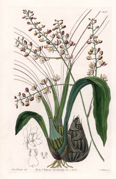蘭：エウロピアの品種 - イギリスのSydenham Edwards（1768-1819）のBotanical Registerに掲載されているSarah Anne Drake（1803-1857）のイラストをS.Wattsがエングレーヴィングしたもの。 作： Sydenham Teast Edwards