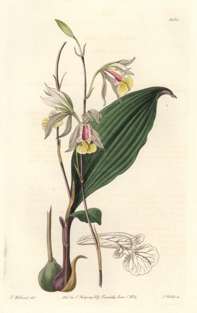 Orchidee, American Bletia - Water Forte by S. Watts from an illustration by T. Holland, from Botanical Register 作： Sydenham Teast Edwards