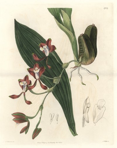 ガイアナ原産のオーキッド、バテマンニア - ウォーターフォルテ（S.Watts著、T.Hollandのイラストより）、Botanical Registerより 作： Sydenham Teast Edwards