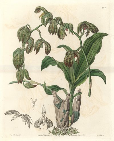 Orchidee Catasetum, native to Brazil - Water forte by S.Watts from an illustration by Miss M.A. Huntley, from Botanical Register. 作： Sydenham Teast Edwards