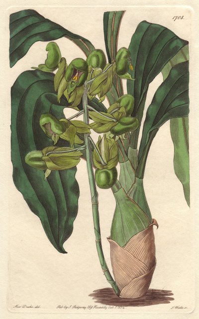 Orchidee Catasetum, native to Brazil - Sarah Anne Drake (1803-1857)のイラストからS.Wattsが描いたWater forte、Botanical Registerより。 作： Sydenham Teast Edwards