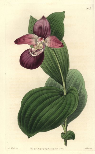 ヴィーナスのOrchidee clogは大きな花を咲かせます。大輪のCypripediumや大輪のLady