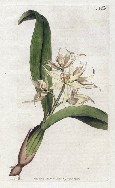 Orchidee epidendrum fragfumee - YDENHAM Edwards (1768-1819)によるリトグラフ、William Curtis (1746-1799)によるBotanical Magazineのプレート。 作： Sydenham Teast Edwards