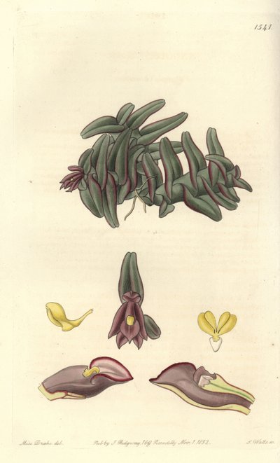 Orchidee epidendrum of Central America - Epidendrum schlechterianum orchid (Purple nanodes, Nanodes discolor).Sydenham Edwards