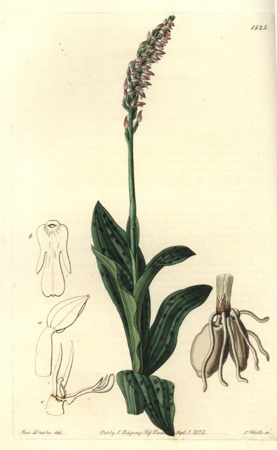 Orchidee neotine - Dense-flowered orchid, Neotinea maculata (One-sized aceras, Aceras secundiflora).Sydenham Edwards