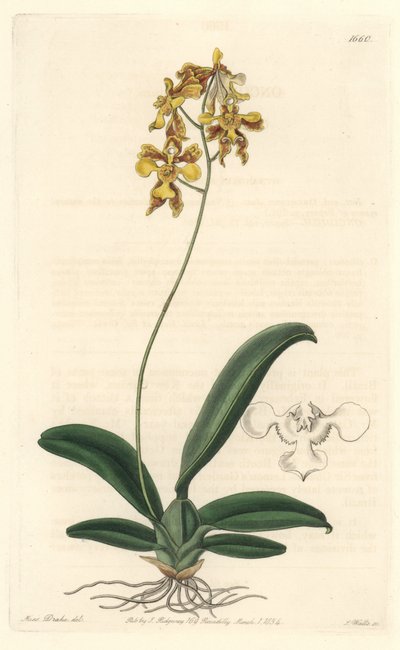 Orchidee oncidium yellow, native to Brazil - Sarah Anne Drake (1803-1857)のイラストからS.Wattsが描いたWater forte、Botanical Registerより。 作： Sydenham Teast Edwards