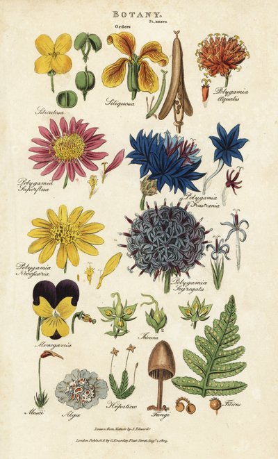 花の目Siliculosa、Seliquosa、Polygamia、Monogamia、Filicus、Fungi、など。ジョン・メイソン・グッドの『Pantologia, a New Encyclopedia』（G. Kearsley, London）のSydenham Edwardsによる手彩色銅版画。 作： Sydenham Teast Edwards