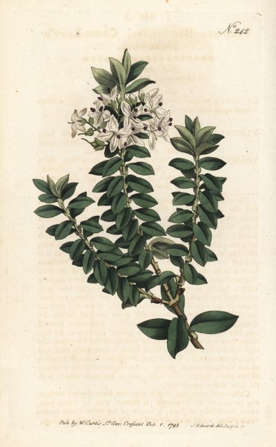 Ouessant Myrtle or elliptical veronica - Cross-leaved speedwell, Veronica decussata.ロンドンのWilliam Curtis