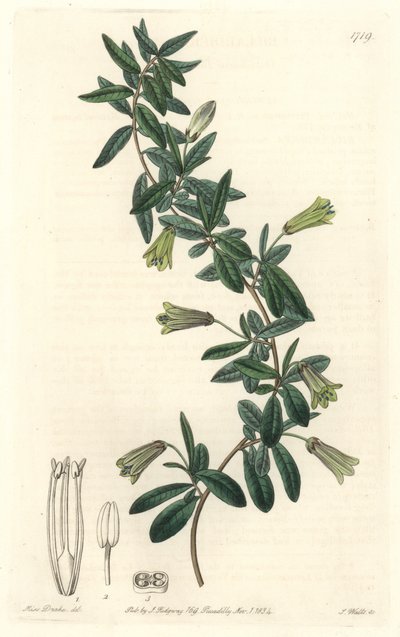 タスマニア（オーストラリア）原産のOval-leaved Billardiera - Sarah Anne Drake（1803-1857）のイラストからS.Wattsが描いた強い水、Botanical Registerより。 作： Sydenham Teast Edwards