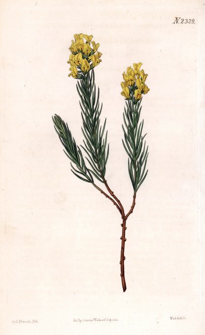 楕円形のトゲのあるアスパラスス（Aspalathus callosa）。ロンドンのSamuel Curtis