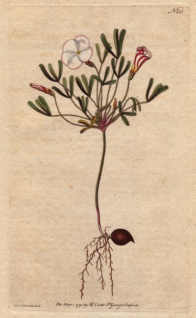 オキザリス（スモールソレル）は、アフリカ原産の白い縞模様の花とキャンディピンク。ピンクのキャンディストライプの白い花を咲かせるストライプフラワーのウッドソレル。アフリカ原産。Oxalis versicolor（オキザリス・バーシカラー）。の植物図鑑からの手彩色銅版画。 作： Sydenham Teast Edwards