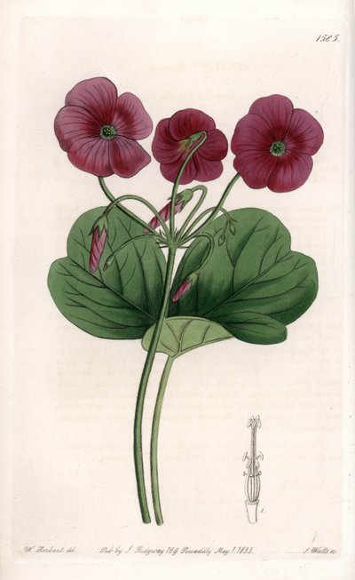 Oxalis de Bowie - イギリスのSydenham Edwards (1768-1819)のBotanical Registerに掲載されているSarah Anne Drake (1803-1857)のイラストをS.Wattsがエングレービングしたもの。 作： Sydenham Teast Edwards