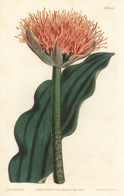 ペイントブラシリリー、スカドックスス・プニセウス（波状葉の血の花、ヘマンテュス・プニセウス）。William Curtis