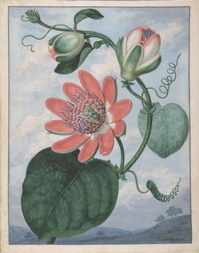 パッションフラワー、1799年 作： Sydenham Teast Edwards