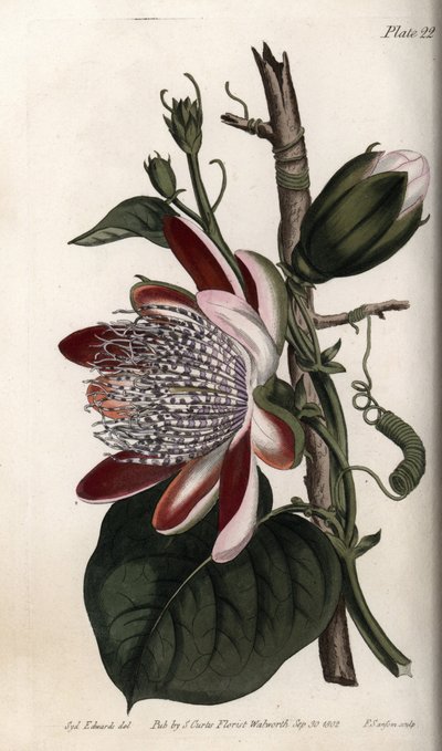 パッションフラワーの蕾と花。ランベス植物園（イギリス）の植物学会議のために、サイデナム・エドワーズ（1768-1819）が描いたカラー銅版画。 作： Sydenham Teast Edwards