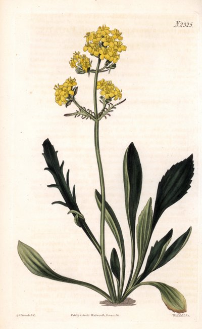 Patrinia sibirica（アルタイのカノコソウ、Valeriana ruthenica）。ロンドンのSamuel Curtis