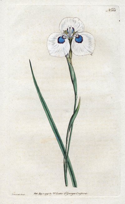 クジャクアヤメ - Sydenham Edwards (1768-1819)によるリトグラフ、William Curtis