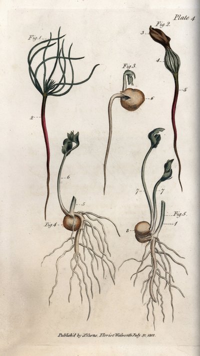 エンドウ、マメ科の種子には異なる発芽段階がある。ランベス植物園（イギリス）の植物学会議のために、サイデナム・エドワーズ（1768-1819）が描いたカラー銅版画。 作： Sydenham Teast Edwards