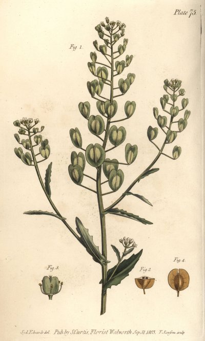 ペニークレス、Thlaspi arvense、Siliculosa。William Curtis