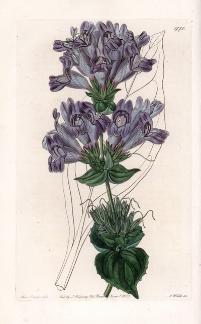 Penstemon Variete - イギリスのSydenham Edwards (1768-1819)のBotanical Registerに掲載されているSarah Anne Drake (1803-1857)のイラストをS.Wattsがエングレーヴィングしたもの。 作： Sydenham Teast Edwards