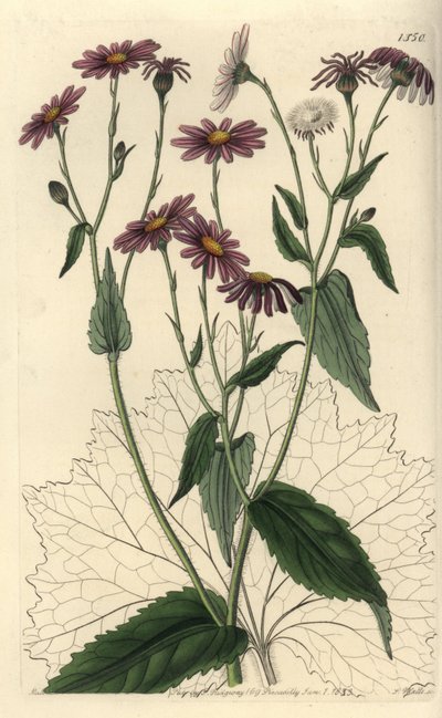 Pericallis tussilaginis (Coltfoot-leaved groundsel, Senecio tussilaginis).Sydenham Edwards