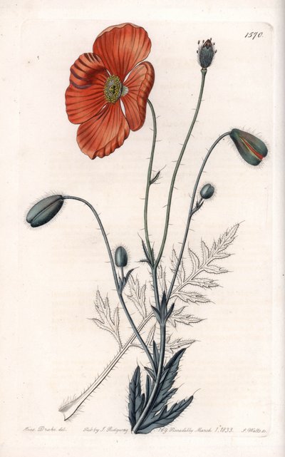 Persian Poppy Variete - イギリスのSydenham Edwards（1768-1819）のBotanical Registerに掲載されているSarah Anne Drake（1803-1857）のイラストをS.Wattsがエングレーヴィングしたもの。 作： Sydenham Teast Edwards