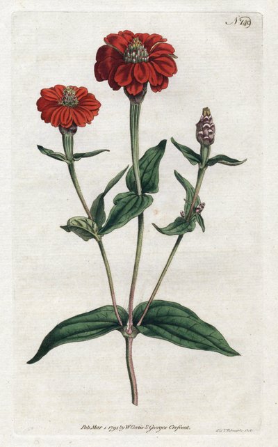 ペルーのジニア（ブレジン） - Sydenham Edwards（1768-1819）によるリトグラフ、William Curtis（1746-1799）の『Botanical Magazine』より。 作： Sydenham Teast Edwards