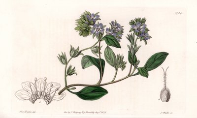 Phacelia, endemic of California - イギリスのSydenham Edwards (1768-1819)のBotanical Registerに掲載されたSarah Anne Drake (1803-1857)のイラストをS.Wattsがエングレービングしたもの。 作： Sydenham Teast Edwards