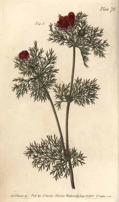 キジの目、Adonis annua、Polygynia、多くの雌しべを持つ両性具有の花。の植物園で行われたWilliam Curtis